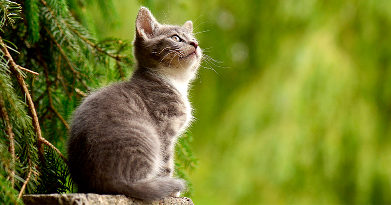 Entenda mais sobre Calicivirus: muito comum na população de gatos
