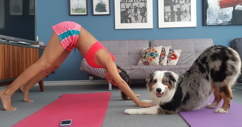 Doga: Conheça os Benefícios da Yoga Para Cães