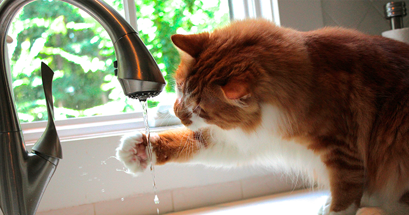 Importância da Hidratação em Gatos