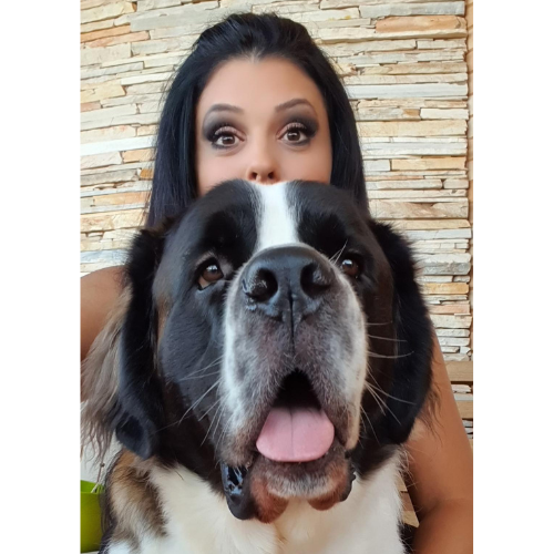 São Bernardo: Saiba Tudo Sobre Essa Raça de Cachorro