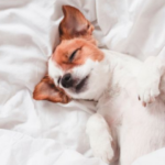 Cachorro dormindo na cama
