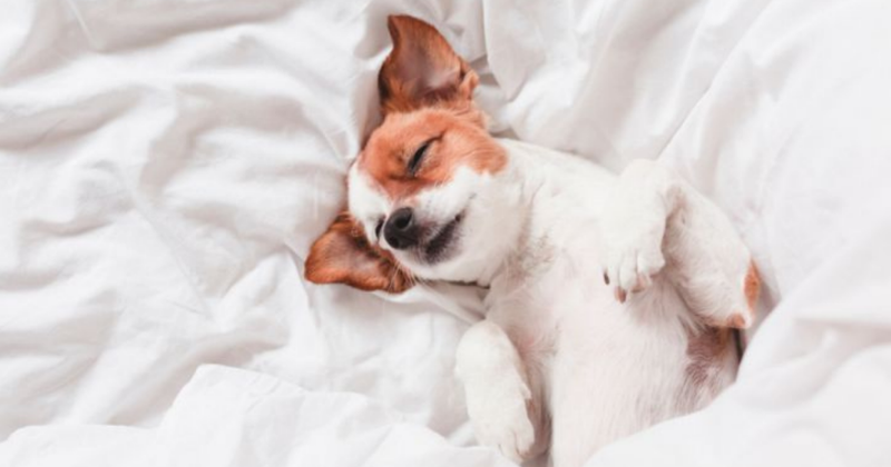 Como os animais dormem: 4 fatos incomuns