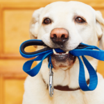 Cachorro segurando sua coleira