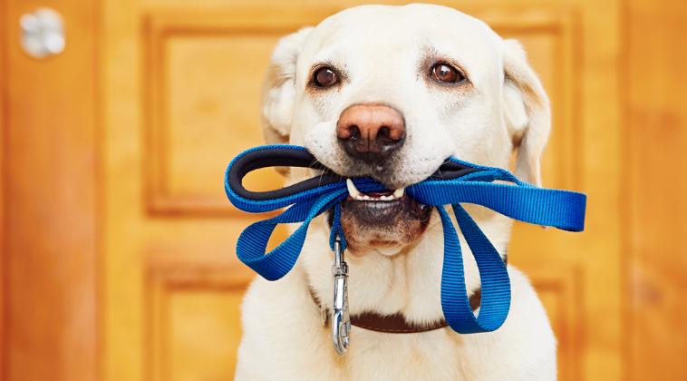 Cachorro segurando sua coleira