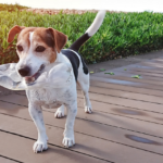 Cachorro brincando com garrafa pet