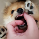 Filhote de cachorro brincando de morder