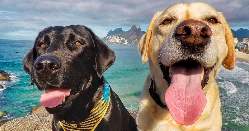 Papo Pet: Polo e Mika – os Labradores que Conquistaram a Internet