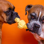 Cachorros se divertindo com brinquedo de corda de Enriquecimento Ambiental