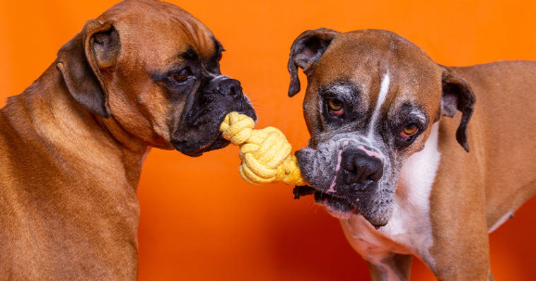 Cachorros se divertindo com brinquedo de corda de Enriquecimento Ambiental