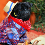 Cachorro fantasiado de caipira para festa junina pet