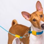 Cachorro com coleira e guia Petiko