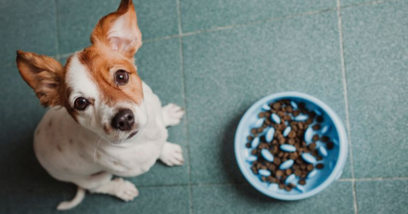 Comedouro lento: conheça 3 benefícios para os pets