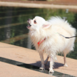 Cachorro latindo durante o passeio