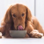 Cachorro Golden Retriever comendo alimentação natural