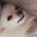 Cachorro com mania de destruir objetos da casa