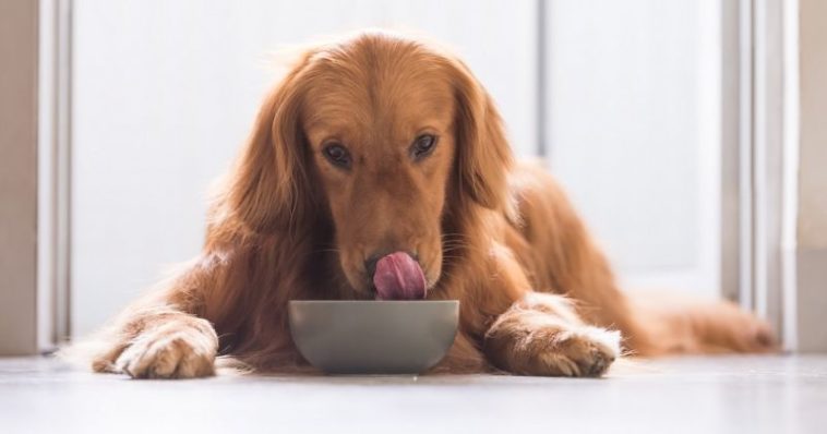 Cachorro Golden Retriever comendo alimentação natural