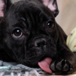 Cachorro lambendo as patas