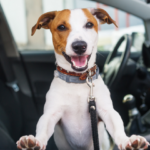 Cachorro dentro do carro para viajar