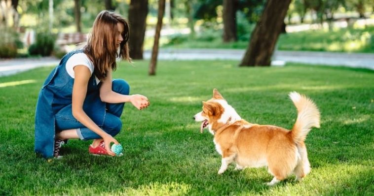 Cachorro brincando com sua tutora ao ar livre