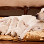 Mãe cachorra com seus filhotes