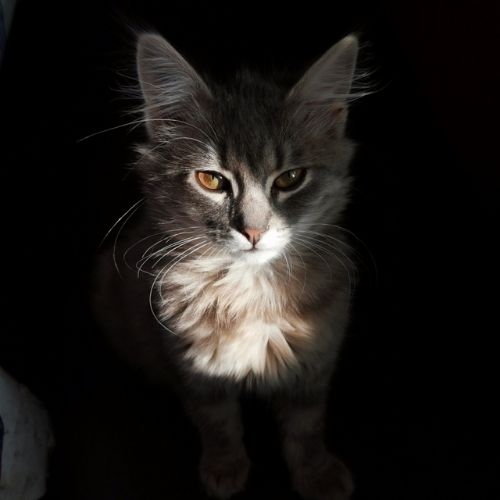 O meu gato mia de noite: porquê e o que posso fazer?