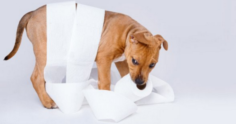 Cachorro bagunçando o papel higiênico