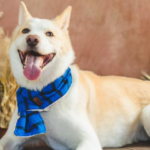 Cachorro pet influencer