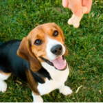 Cachorro esperandopara ganhar petisco