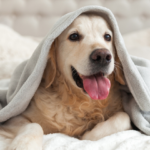 Cachorro feliz com coberta no inverno