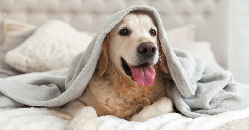 Cuidados no inverno: conheça as doenças de pele em cães
