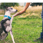 Cachorro sendo adestrado, aprendendo a dar a patinha