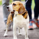 Cachorro passeando ao ar licre usando coleira