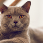 Gato british Shorhair azul (cinza)