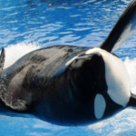 Orca Tilikum - Ativismo a favor das orcas