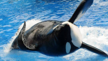 Orca Tilikum - Ativismo a favor das orcas