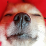 Cachorro dormindo em caminha confortável