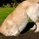 Cachorro cavando buraco no jardim ou quintal