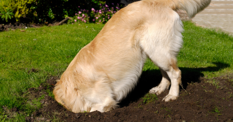 Cachorro cavando buraco no jardim ou quintal