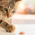 Gato enterrando a ração