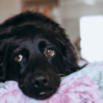 Cachorro deitado em cima da cama