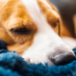 Cachorro Beagle dormindo