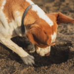 Cachorro cavando buraco na terra