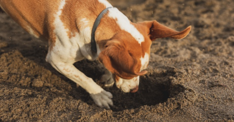 Cachorro cavando buraco na terra