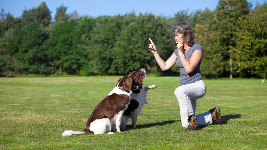 Mulher treinando seus cães com apito