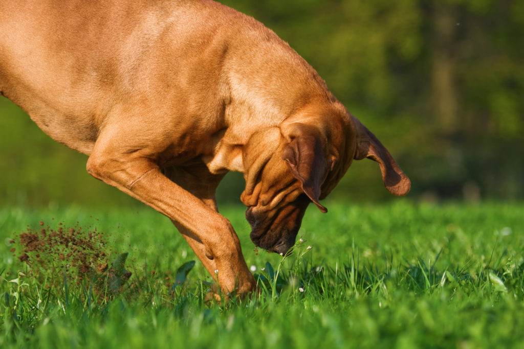 Cachorro cavando buraco em grama