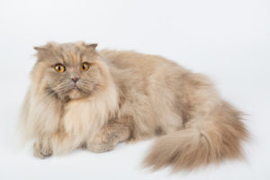 British Longhair