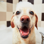 Cachorro idoso tomando banho