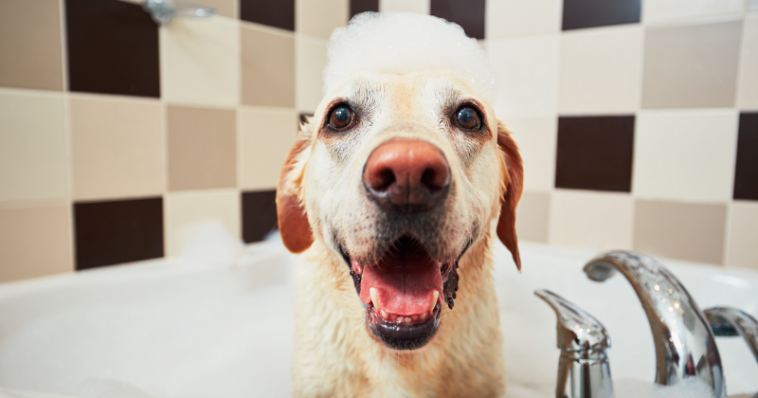 Cachorro idoso tomando banho