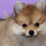 Cachorro durante a pandemia