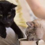 Gatos se aproximando um do outro junto com sua tutora